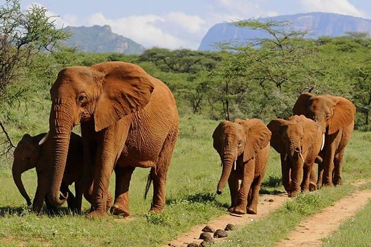 9 Days Best Kenya safari