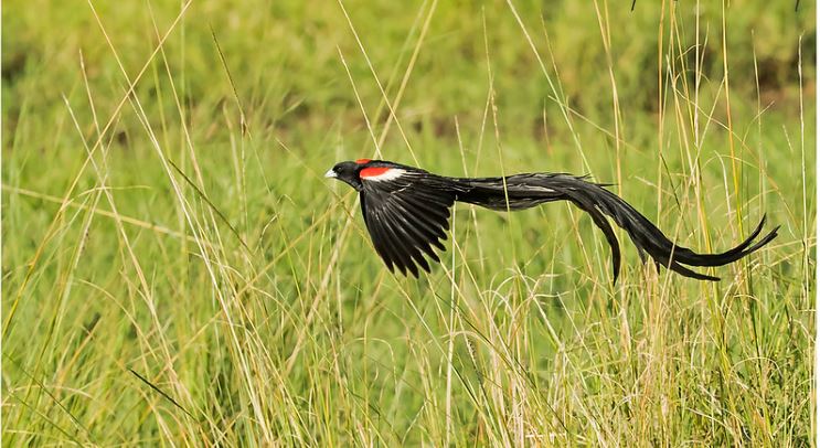 Birds in Lake Nakuru national park | lake nakuru national park birds