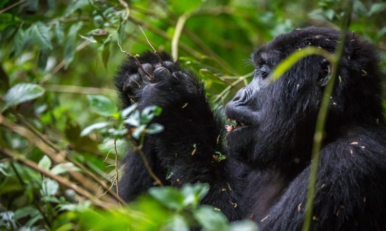 Mountain Gorilla Trekking in East Africa