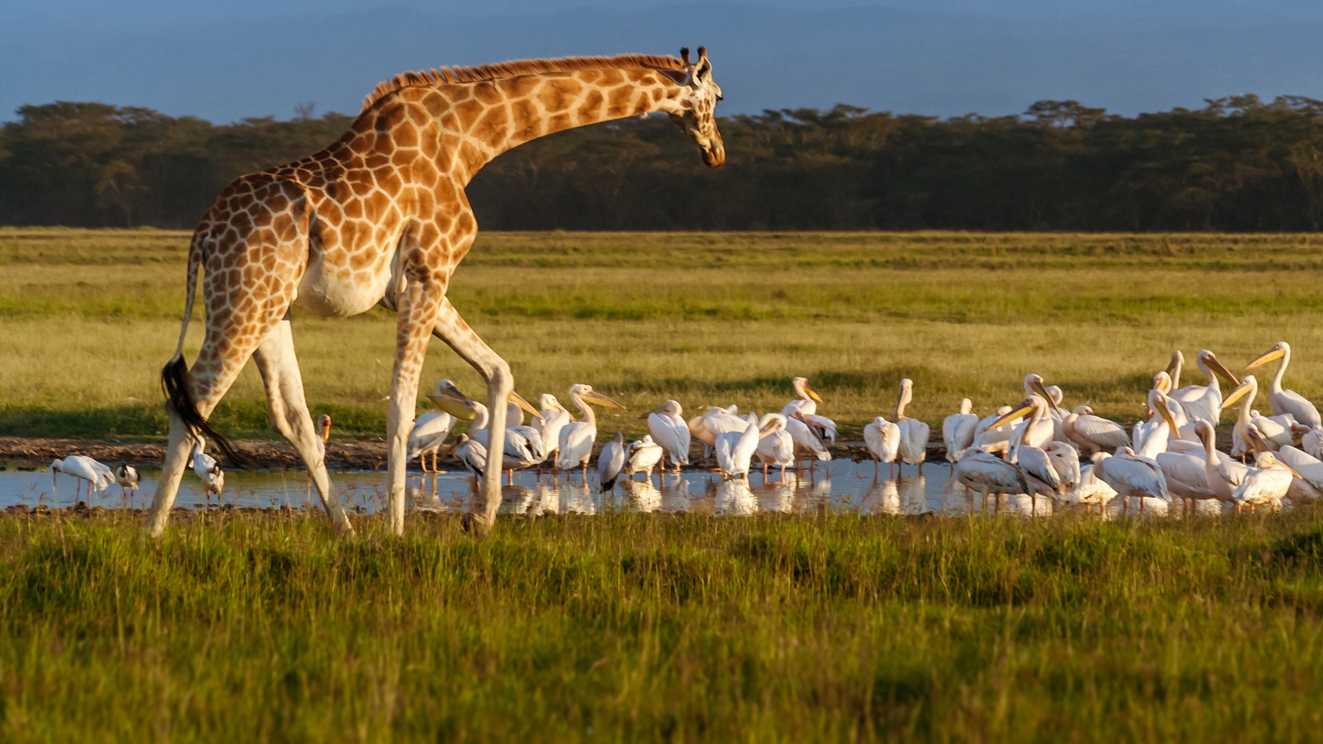 Rothschild's giraffe in Lake Nakuru National Park | Kenya Safari Attractions