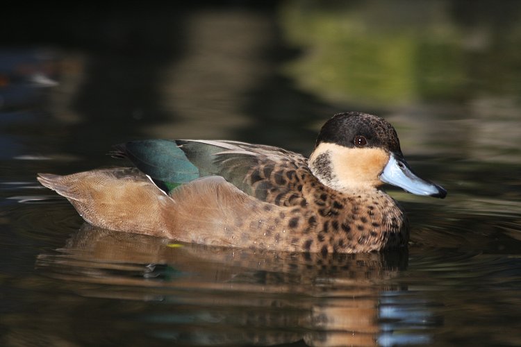 The Hottentot teal