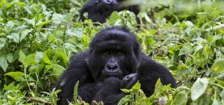 3 Days Congo Gorilla Trekking safari
