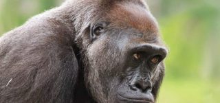 3 days Kahuzi Biega gorilla safari