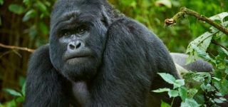 4 Days Rwanda Gorilla and Nyiragongo Hike safari