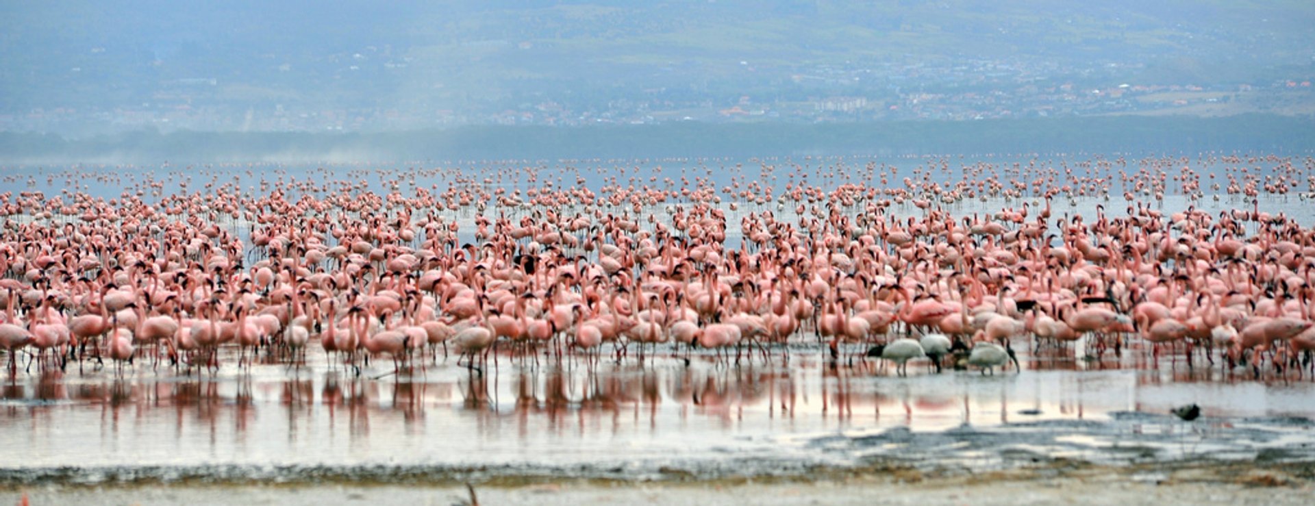 Best time to see Flamingos
