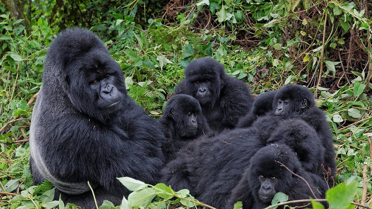 Mountain Gorilla Families in Bwindi National Park