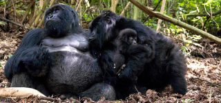Mountain Gorilla families in Volcanoes National Park