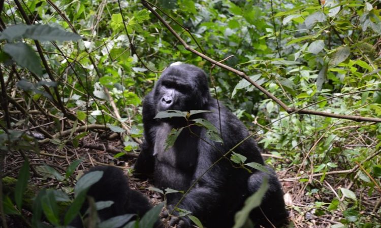 Primate Parks Reopened in Uganda
