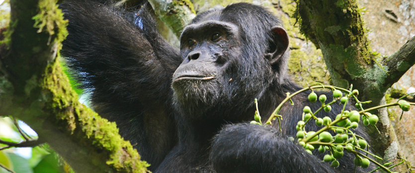 Primate Parks Reopened in Uganda