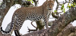 5 Days Amboseli, Lake Naivasha, & Lake Nakuru Wildlife Safari