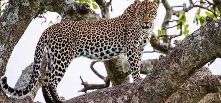 5 Days Amboseli, Lake Naivasha, & Lake Nakuru Wildlife Safari