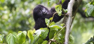 6 Days Bwindi Gorilla Trekking & Lake Nakuru Wildlife Safari from Kigali