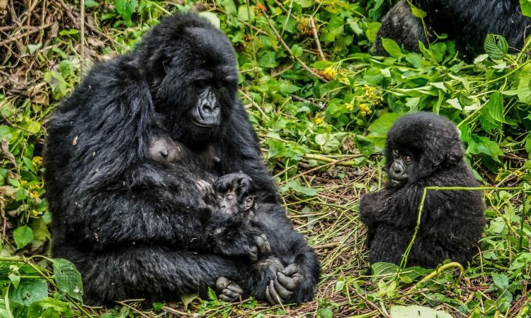 Mountain gorilla families in Virunga national park