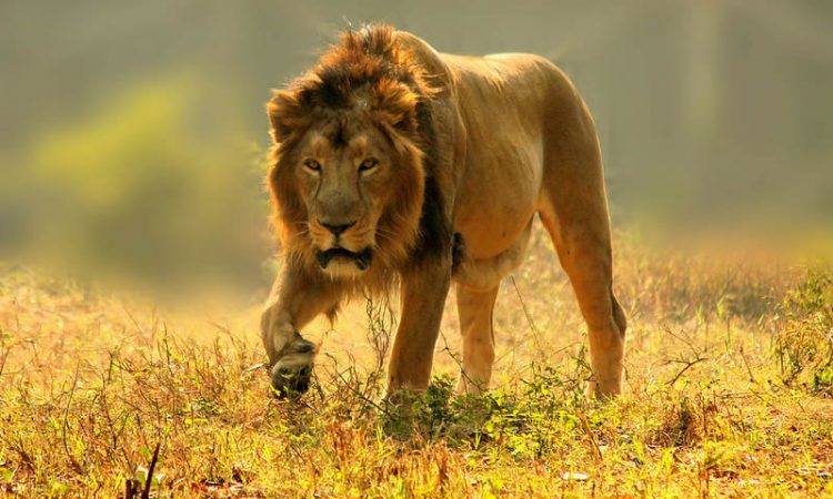 7 Days Best Of Kenya Wildlife Safari