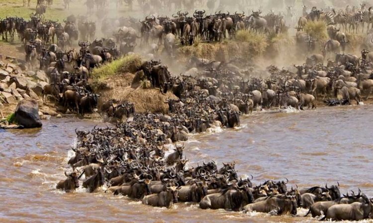 Exploring Kenya's Awesome National Parks