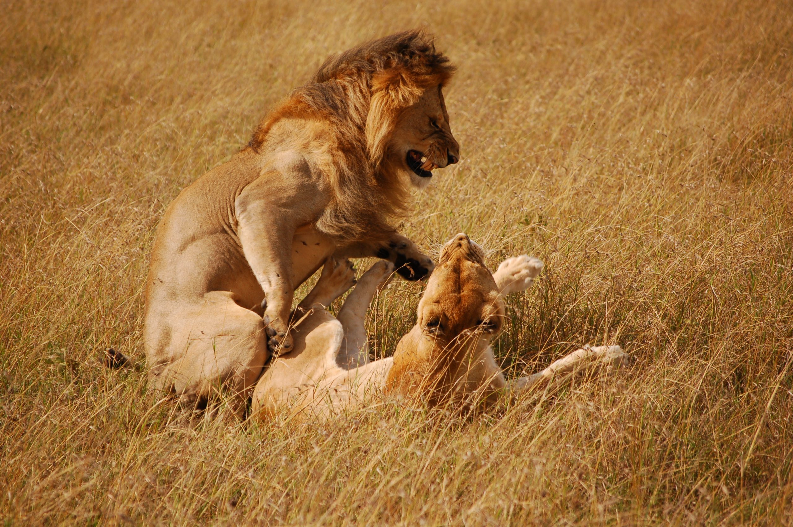 7 days Kenya Wildlife safari tour