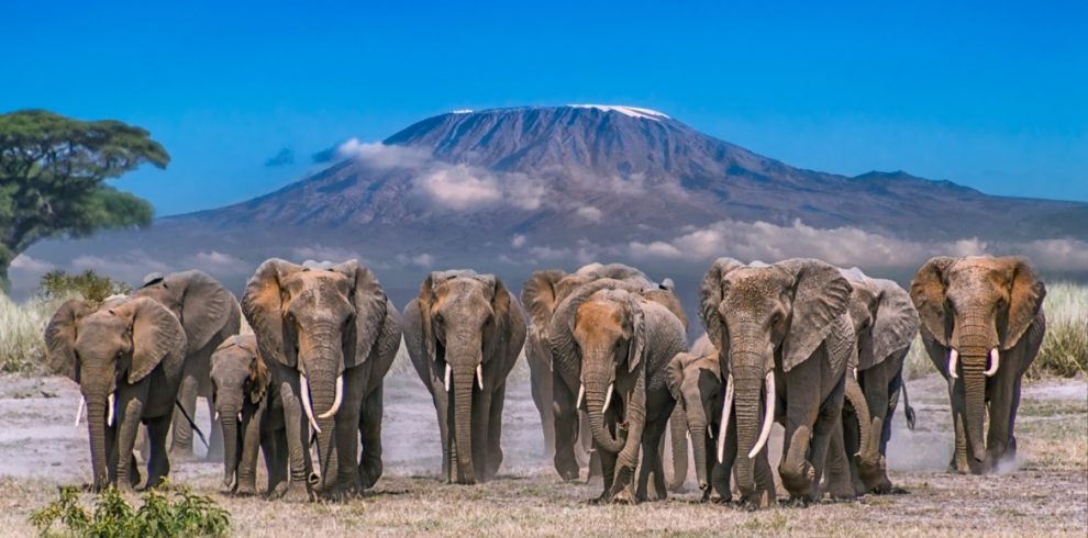 What are the Big Five Animals | African Big 5 Animals | Kenya Safaris