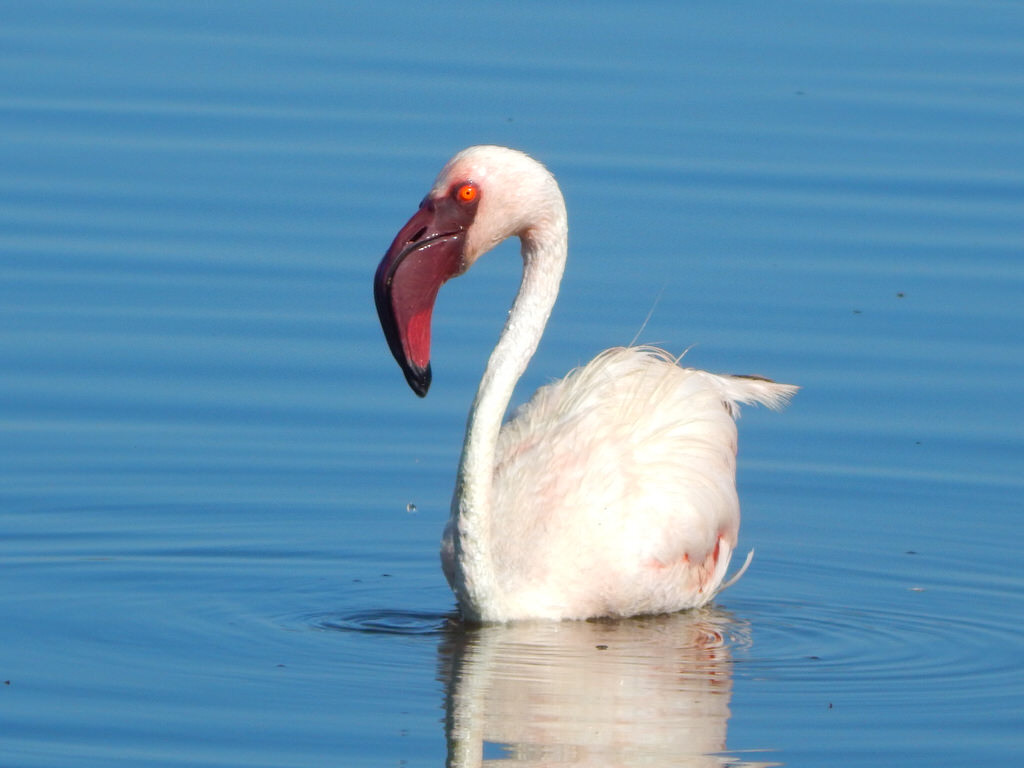 When to see Flamingos on Lake Nakuru National Park 