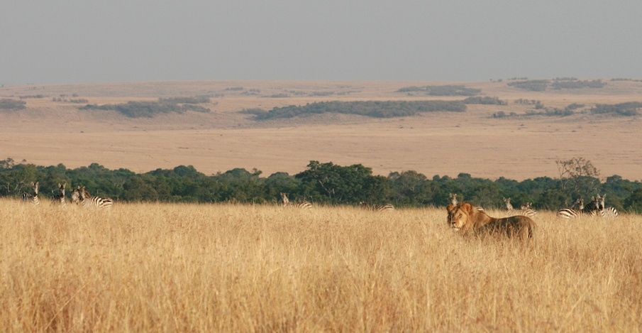 7 Day Kenya Honeymoon Safari Masai Mara