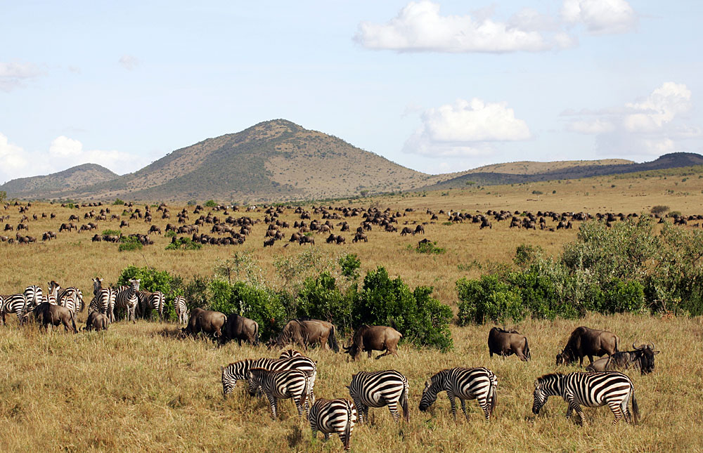 Kenya Safari Facts 