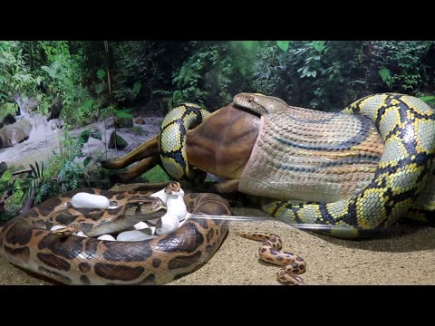 Nairobi snake park