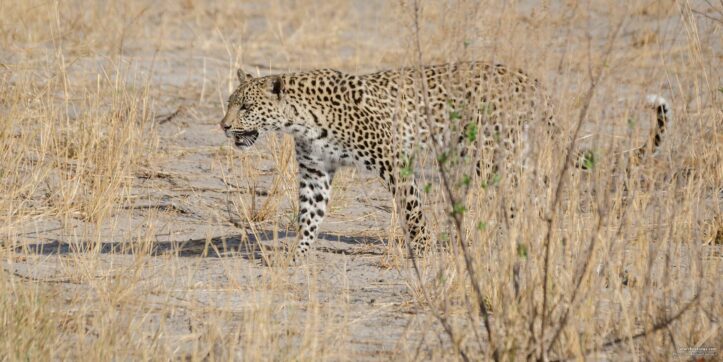 Spotting a Leopard on a Kenya Safari