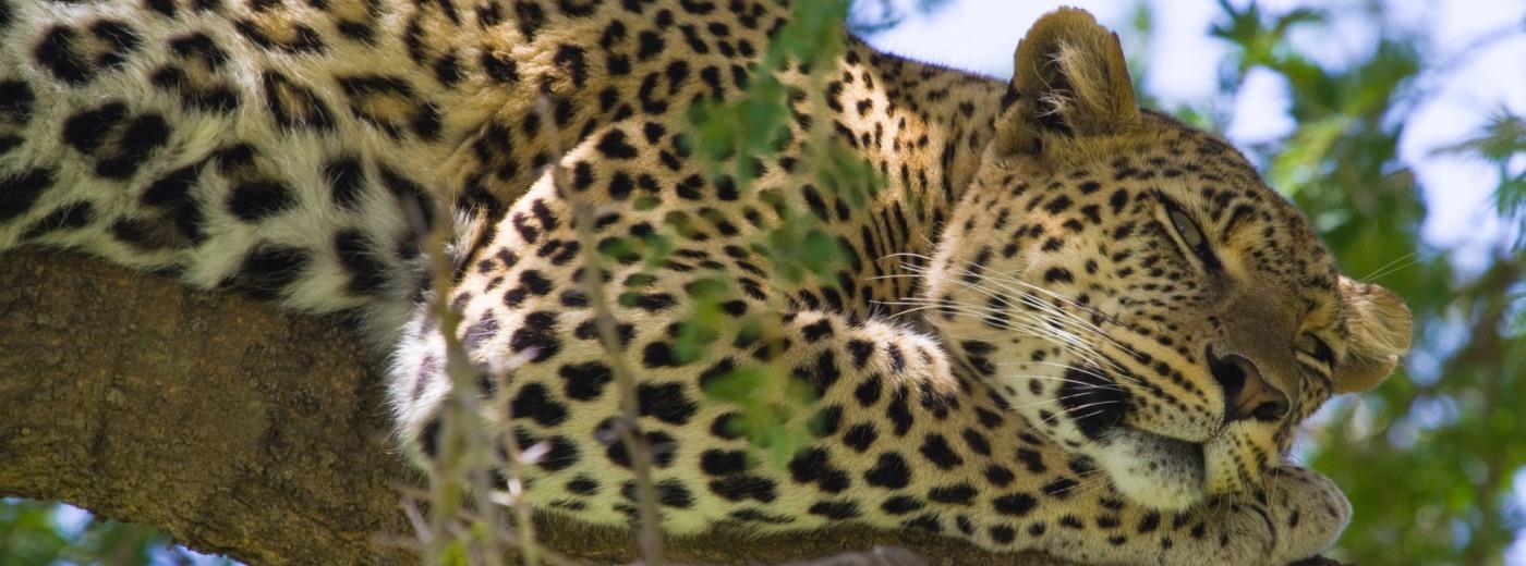 Spotting a Leopard on a Kenya Safari