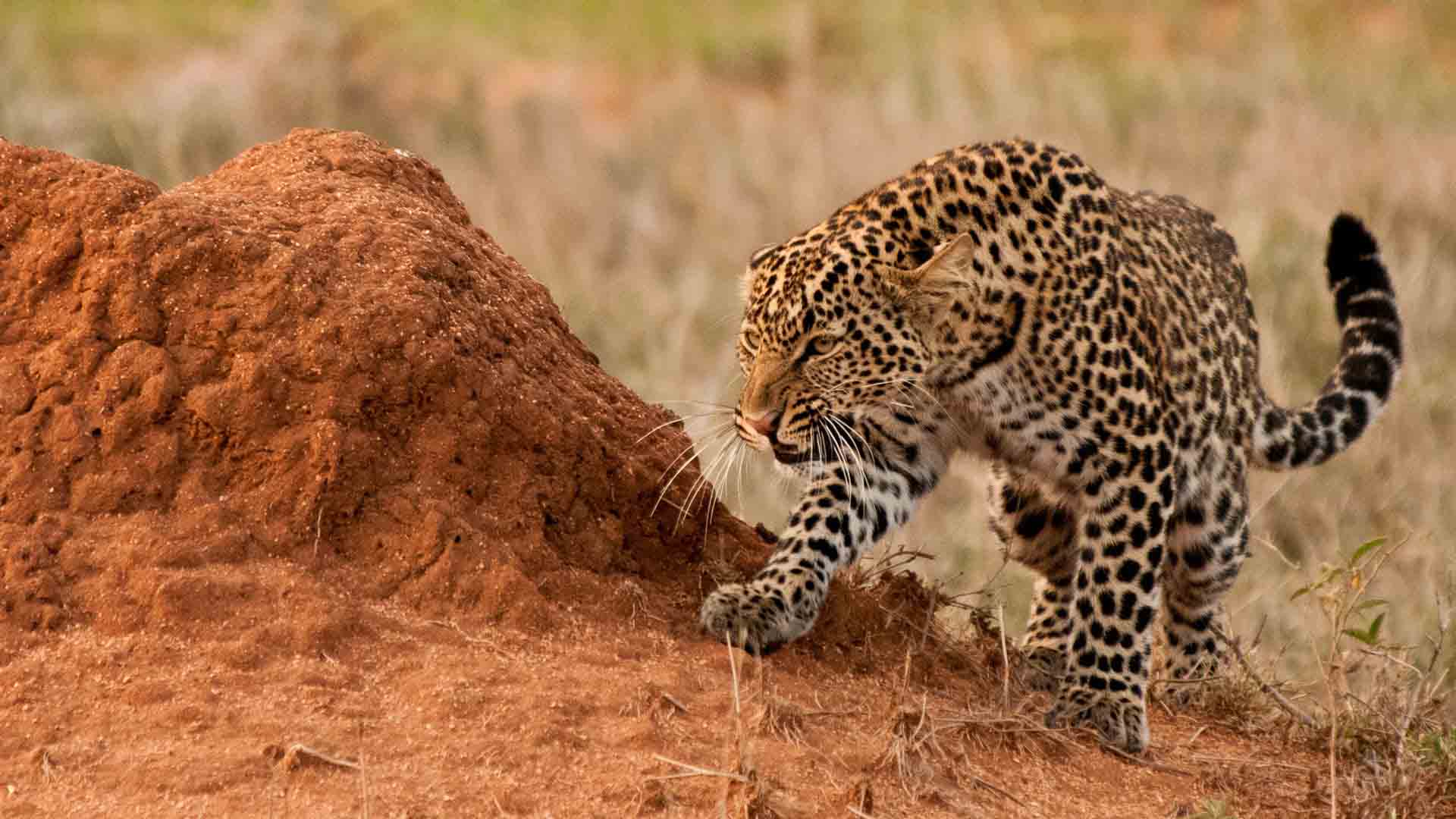 Spotting a Leopard on a Kenya Safari | Kenya wildlife Safari | Kenya