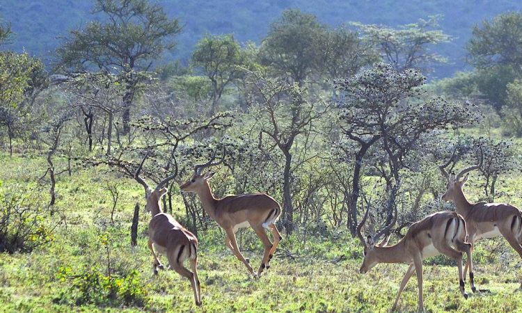 Unique Secret Places to See on A Kenya Safari