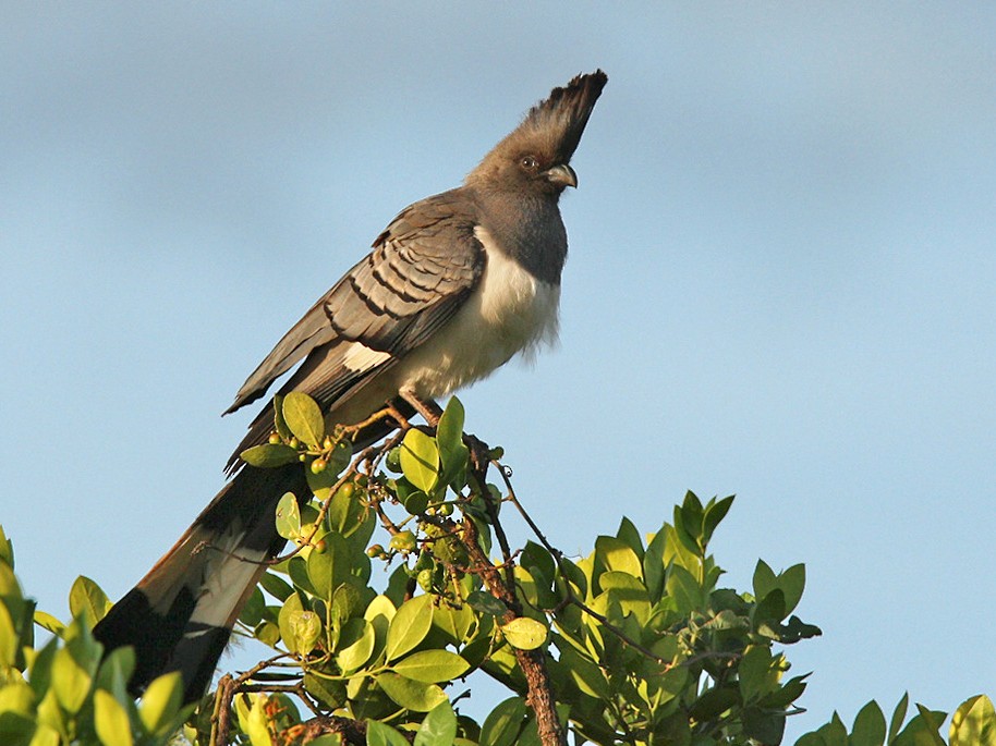 Birdlist in Tsavo National Park